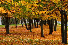 Herbst im Ahornwäldchen - Autumn in the maple grove