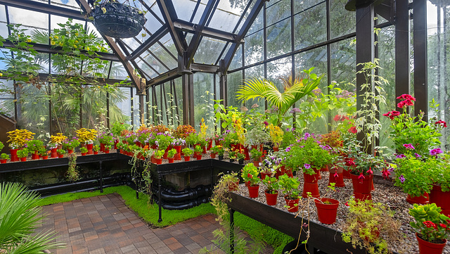 Conservatory, Botanic Gardens, Glasgow