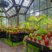 Conservatory, Botanic Gardens, Glasgow