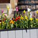 The Tulips Show - 700 planted in six containrs