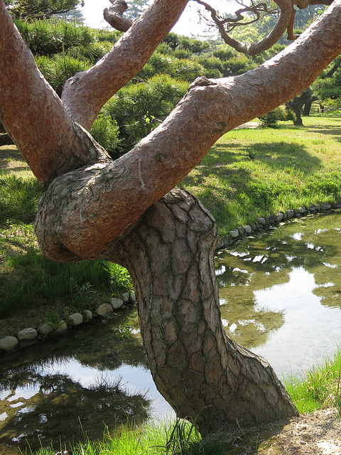 Jardin du Ritsurin-koen, Takamatsu (Ile de Shikoku, Japon)