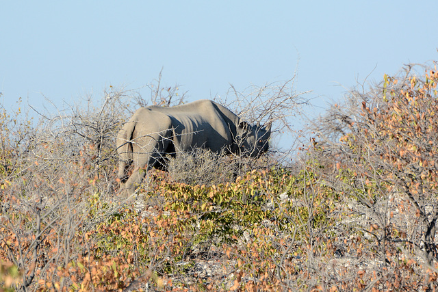 Namibia, Skinny and Hungry Rhino in Etosha National Park