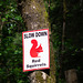 Slow Down Red Squirrels