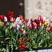 The Tulips Show - 700 planted in six containrs