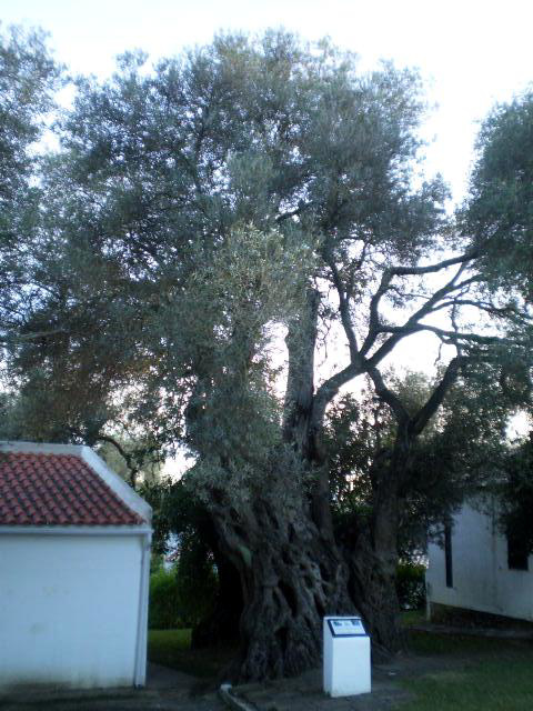 Bimillenary olive-tree.