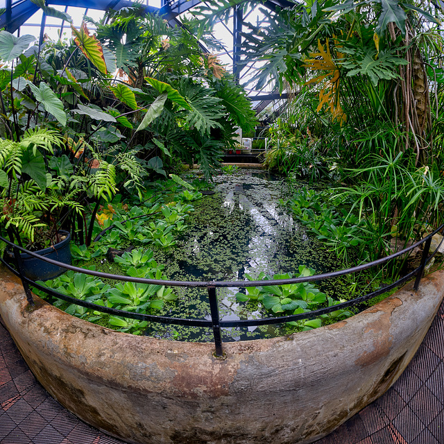Tropical Pond, Botanic Gardens, Glasgow