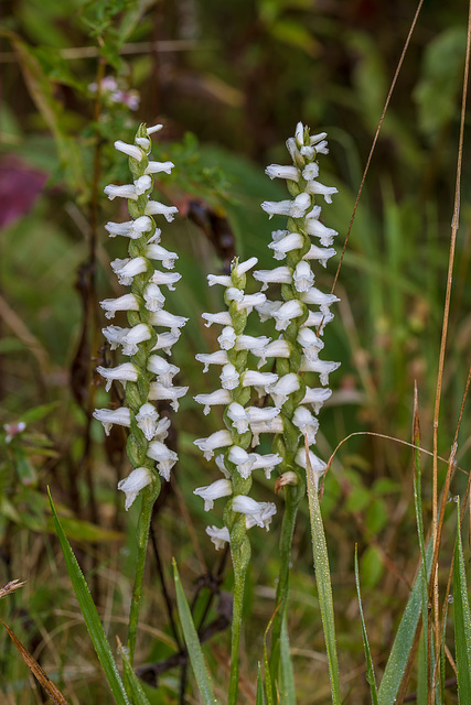 Spiranthes cernua (Nodding Ladies'-tresses orchid)