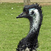 20190901 5555CPw [D~VR] Emu, Vogelpark Marlow