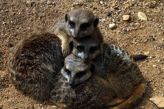 Ne sont-ils pas mignons ces suricates ?  .