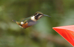 Hummingbird EF7A6497