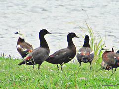 Gaggle of Geese.