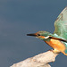 Martin pêcheur juvénile - Alcedo atthis - Common Kingfisher