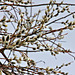 Weidenkätzchen - Salweide (Salix caprea)