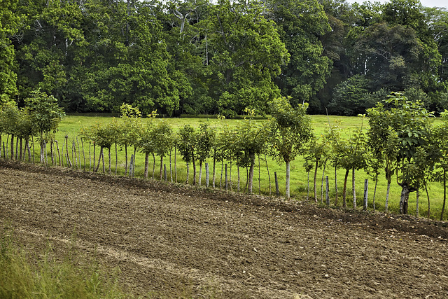 Living Fences from a Speeding Bus – Near Quepos, Puntarenas Province, Costa Rica