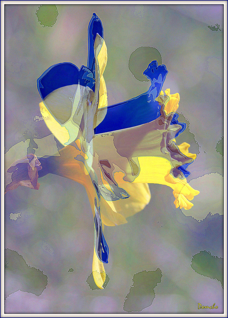 Une fleur par jour.... - Page 9 44504640.26dd83ac.1024