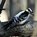 woodpecker DSC 2084
