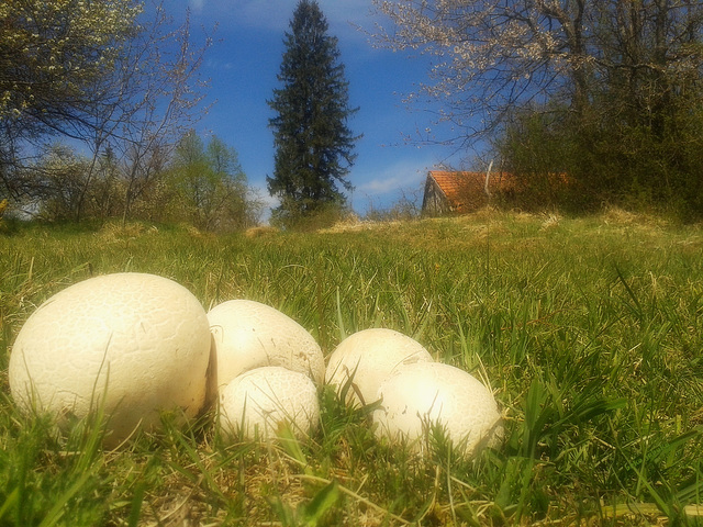 Puffballs