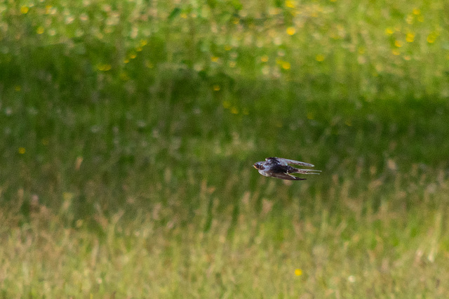 Swallow in flight-1