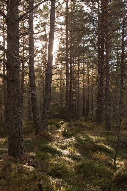 Forest near Loch Garten