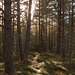 Forest near Loch Garten