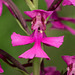 Platanthera peramoena (Purple Fringeless orchid)