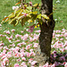 May 05: fallen blossom