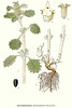 400px-573 Marrubium vulgare