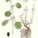 400px-573 Marrubium vulgare