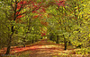 Alice Holt Forest Arboretum, Surrey