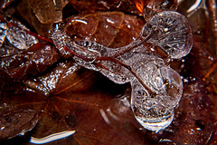 Die Eisblasen am Stengel :))  The ice bubbles on the stem :))  Les bulles de glace sur la tige :))