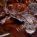 Die Eisblasen am Stengel :))  The ice bubbles on the stem :))  Les bulles de glace sur la tige :))