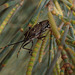 Plant bug on Maria Island