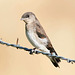 Immature Northern Rough-winged Swallow