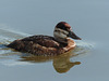 Ruddy Duck female