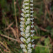 Unknown Spiranthes orchid species, Blue Ridge Parkway, North Carolina