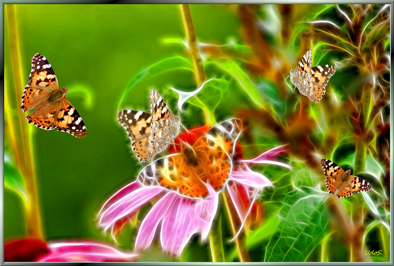A swarm of Butterflies....  ©UdoSm