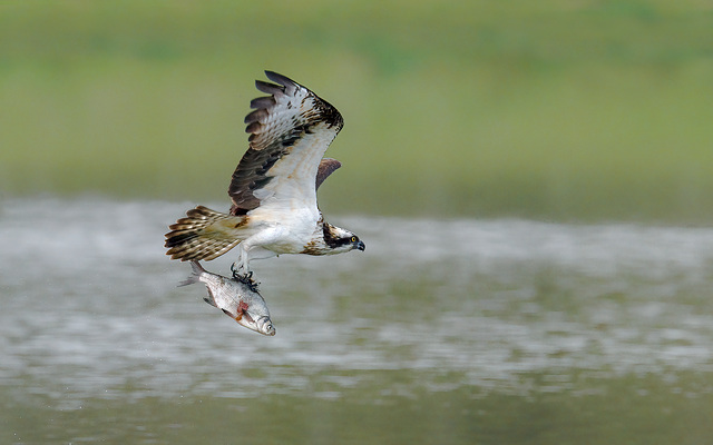 Osprey - Balbuzard pecheur