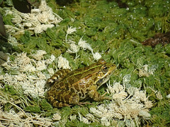 Noisey marsh frog at Krka