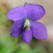 A pretty purple flower, 3/4 inch across