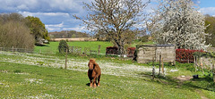 Spring in the field in the countryside