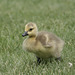 jeune bernache du Canada / young canada goose