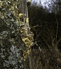 P1020300a Tree funghi