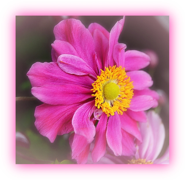 Japanese  Anemone