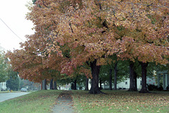 Fall Tree 1989
