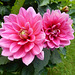 054  Dahlie Pink Bloom