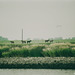 Pferde im Deichvorland bei Wischhafen 1991, Blick von der Auto-Fähre