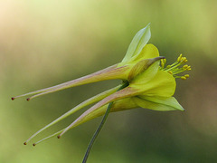 Golden Columbine / Aquilegia chrysantha