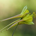 Golden Columbine / Aquilegia chrysantha
