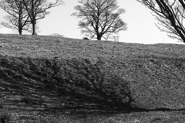 Shadow branches at Lyme Park