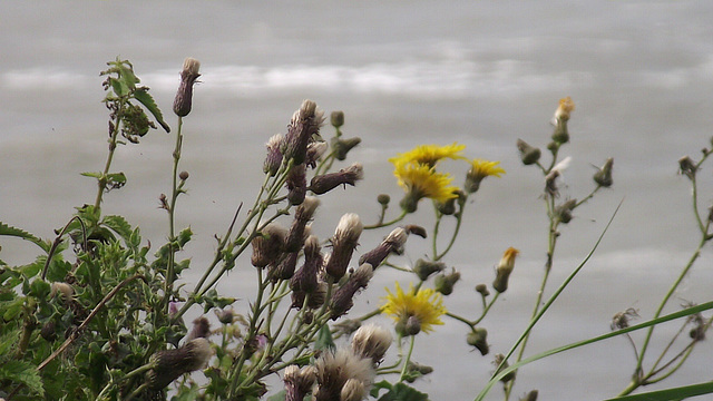 Some lovely wild flowers on the cliff top